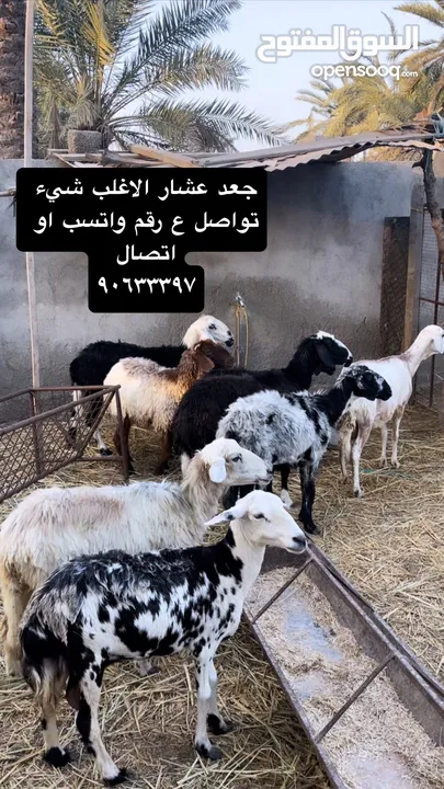 جعد حلال طيب الاغلب عشار الي يبا لتربيه