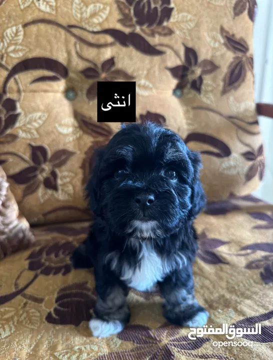 جراء فرينش تيرير للبيع