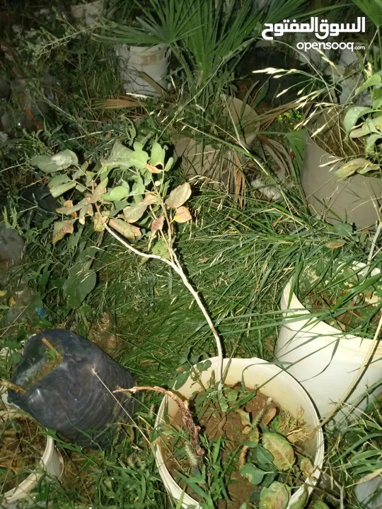 اشجار زينه