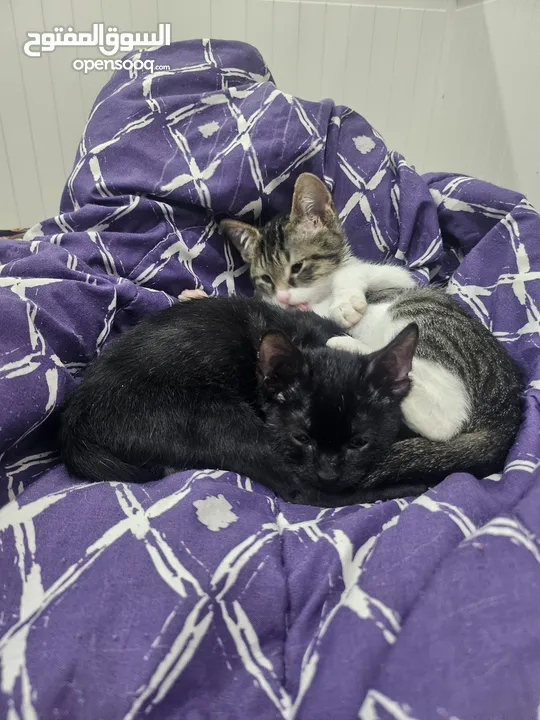 adoption for kittems