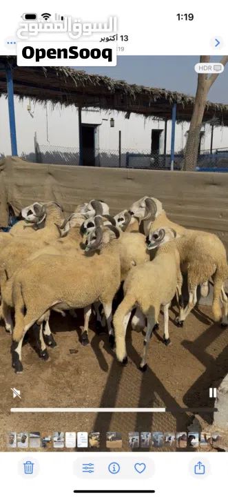 خروف السردي المغربي