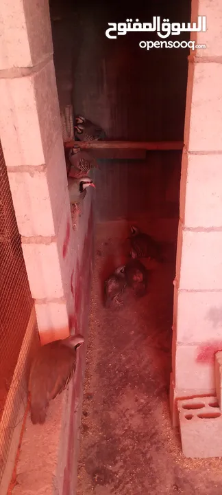 متوفر 3جواز حجل بلدي شغالات العمر حوالي سنتين تفقيس جاجه   جاجه قرقه تحتها 8فراخ حجل  12بيضه حجل