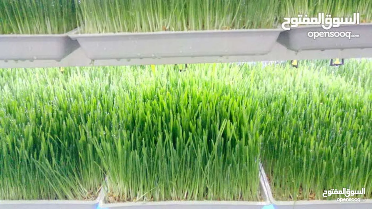 استنبات شعير  شعير مستنبت Sprouted   صواني استنبات شعير Barley germination barley