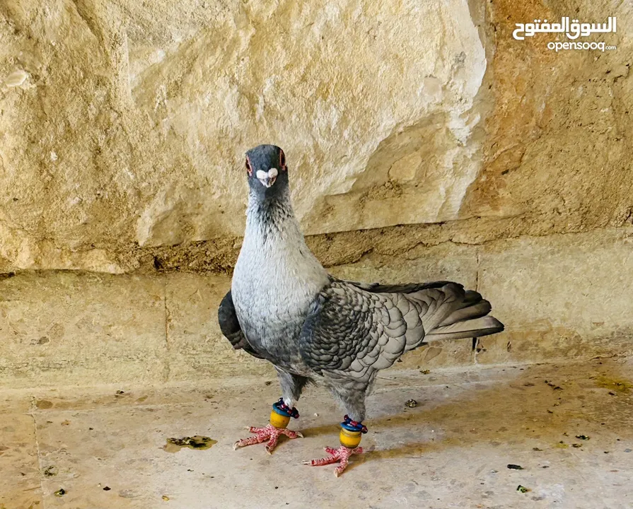 جوزين ابواز مستوى جميل وفحل قرقاطي وفحل نوري قراقطه وفحل بوز للبيع حمامات انظاف
