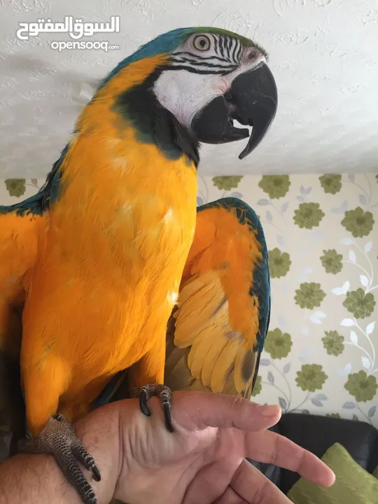WHATSAPP 052.763.8320 BLUE AND GOLD MACAW PARROTS FOR ADOPTION