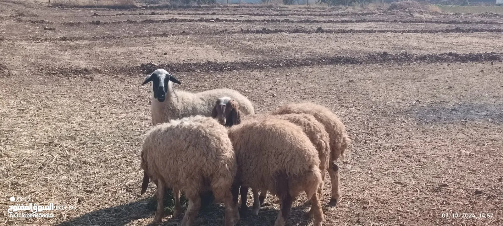 4 عبر عواس ونعجه قبرصيه