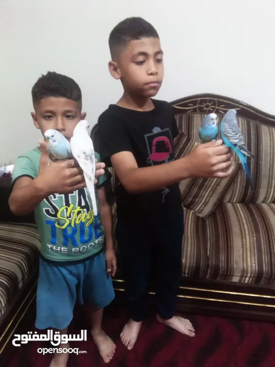 متاح جوزين حب شغلات 100/100 او اليفات بسعر حرق حرق للبيع اقرء الوصف