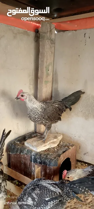 ديك للبيع العر 4 شهور