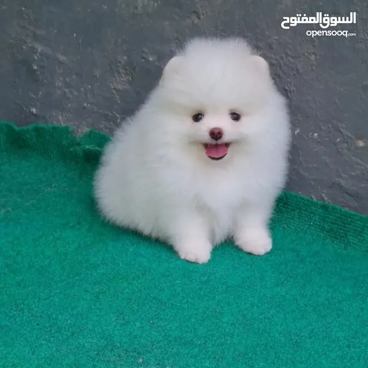 WhatsApp us on our number lovely Pomeranian