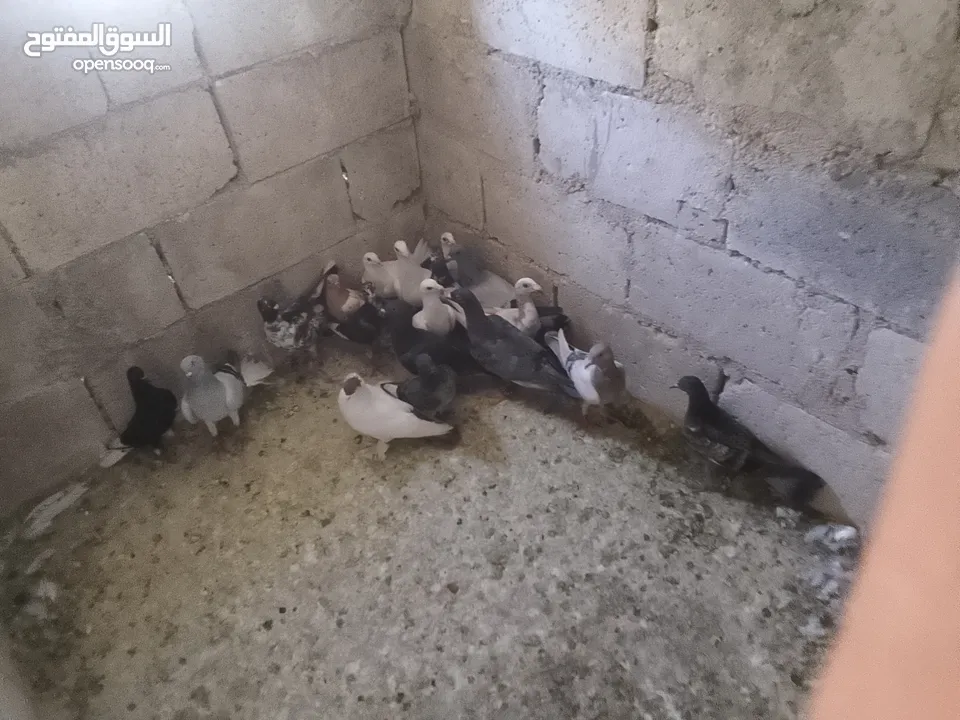 حمام فرخ 20 طير  كش
