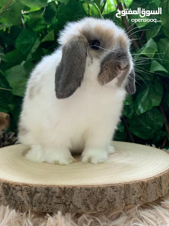 أرنب انقلش انقورا والقزم وهولاند لوب و هوتوت - English Angora ,Dwarf,Holland lop & Hotot