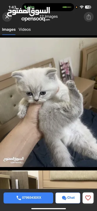 للبيع قطه بصلاه على النبي
