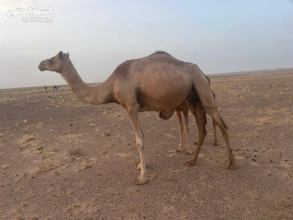 ناقه عزوف لبن مافيها اي شي امورها طيبه