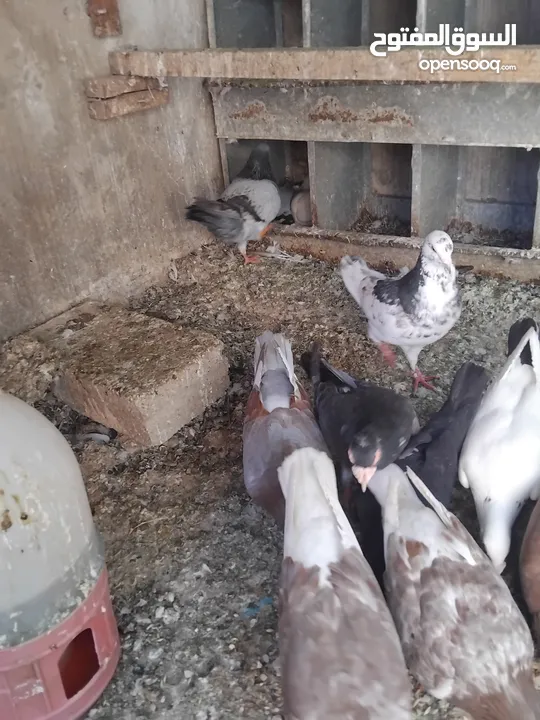 حمام احجام كبيرة للبيع لعدم التفرغ  ست جواز