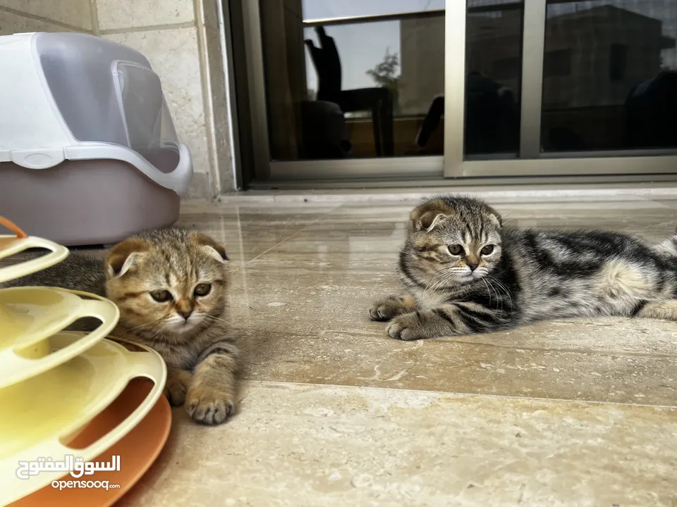 Scottish Fold Cats