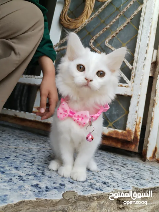 قطه شيرازي انثى العمر شهرين