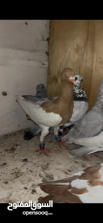 7 حبات طيور حمام بسعر حرررررررررق بطيرين مع زواجل