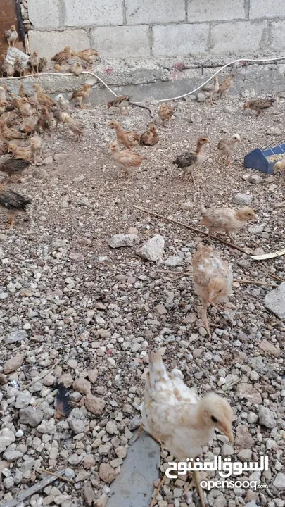 خم حمام بلدي ومعو انواع +صيصان بلدي عمر 33 يوم  للبيع بسعر الحرق الله يبارك لصاحب النصيب