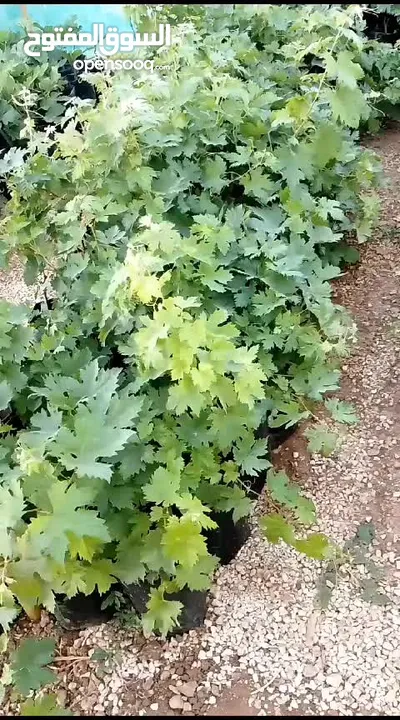 اشتال عنب بلدي وشامي للبيع