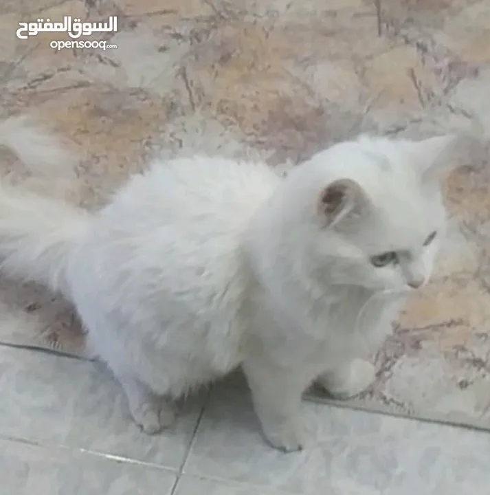 قطه لعوبه وحلوه