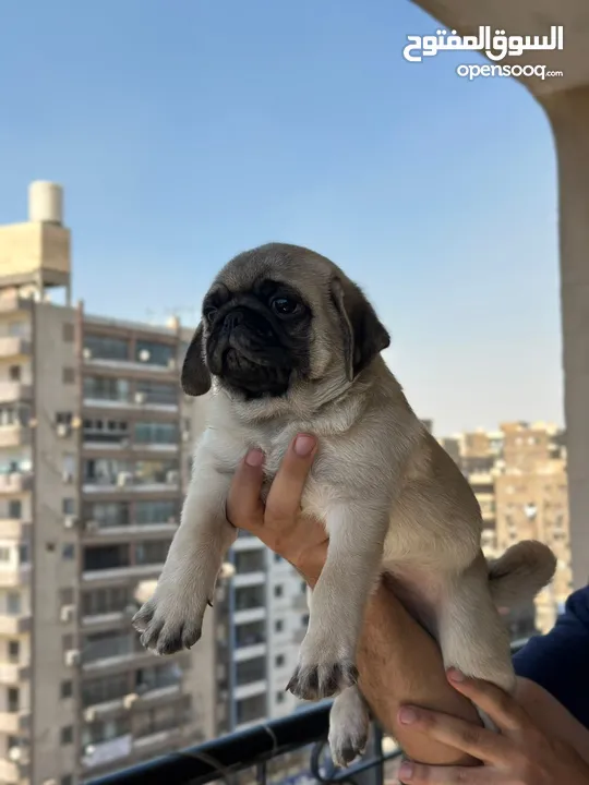 جراوي بج، pug puppies