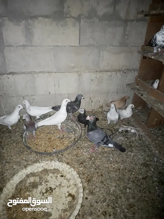 طيور حمام للبيع
