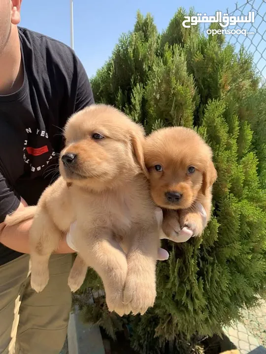Golden retriever puppies male and female