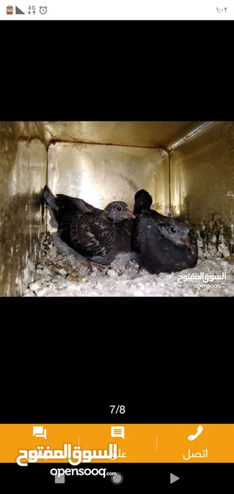 زغاليل طازجه مذبوبحه منظفه جاهزه للطبخ الجوز 2.50 من الآخر