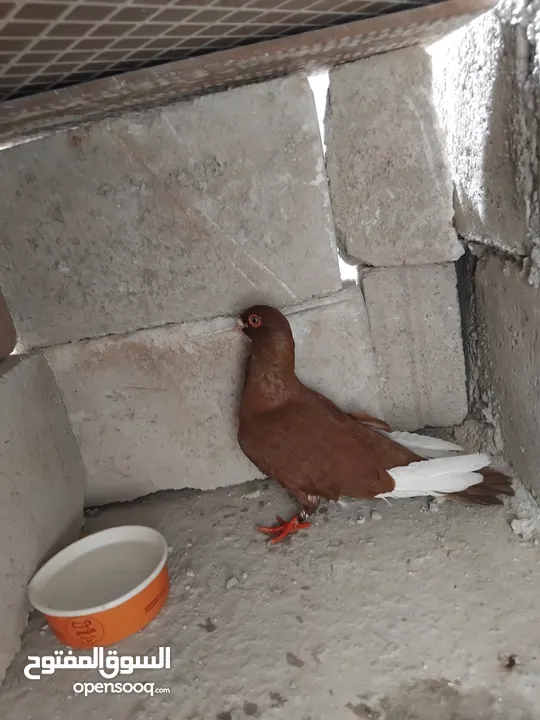 حمامي مسود احمر