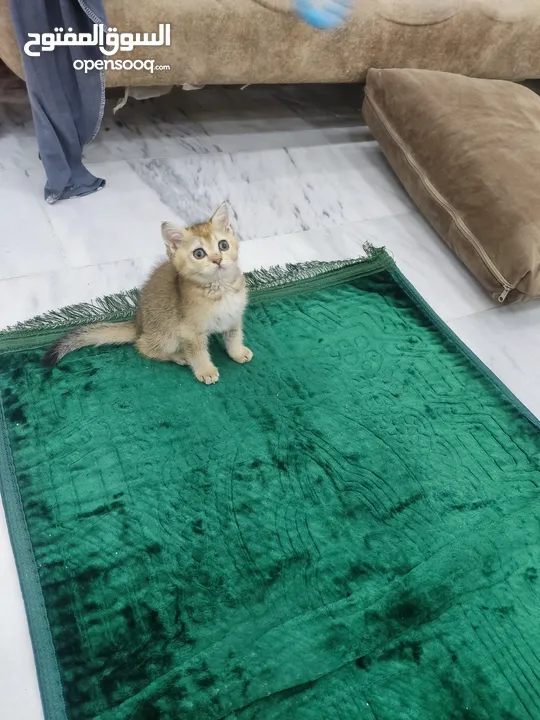 قطه سكوتش ستريت جولدن العمر 60 يوم ذكر شورت هير