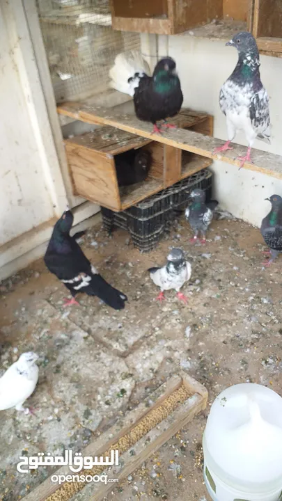 pakistani pigeons