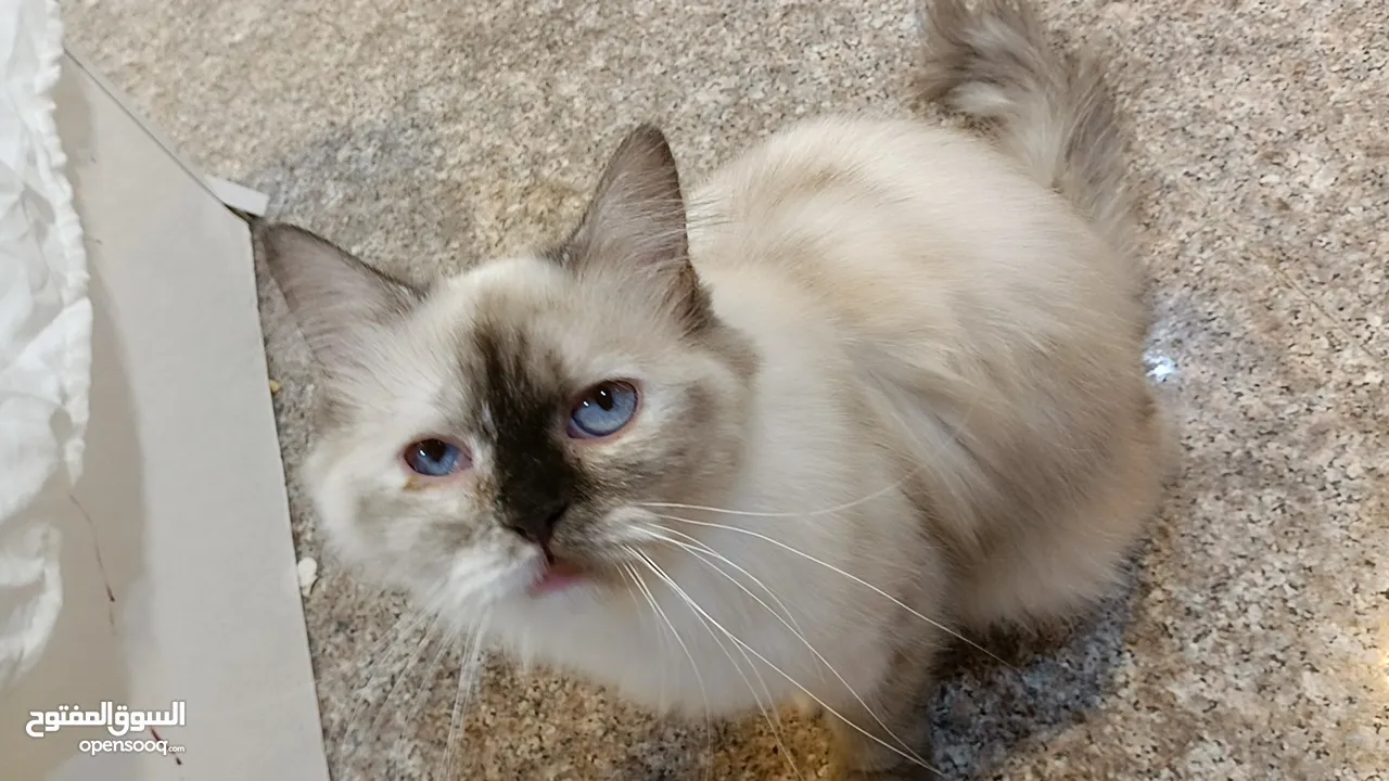 قط راغ دول من أكثر القطط المميزة والجذابة التي تتميز بالعيون الزرقاء ومعطف من الفراء الكثيف. علاوة ع