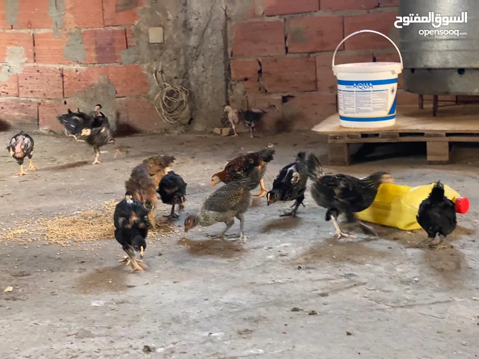 دجاج  فيومي وعربي وجيان