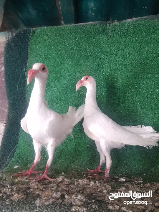 جوز مخاليف اول بطن