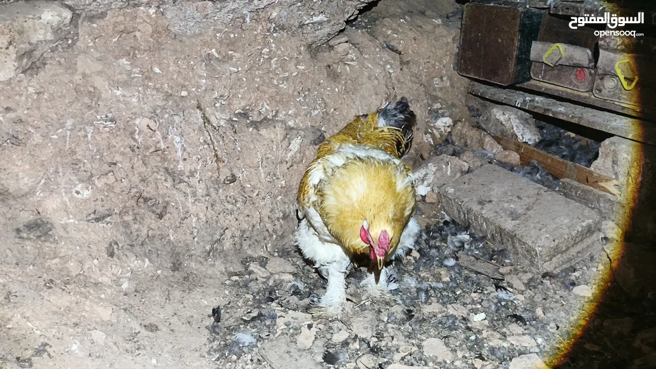 ديوك براهما بيور