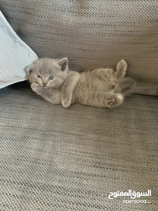 SCOTTISH FOLD AND BRITISH SHORT HAIR