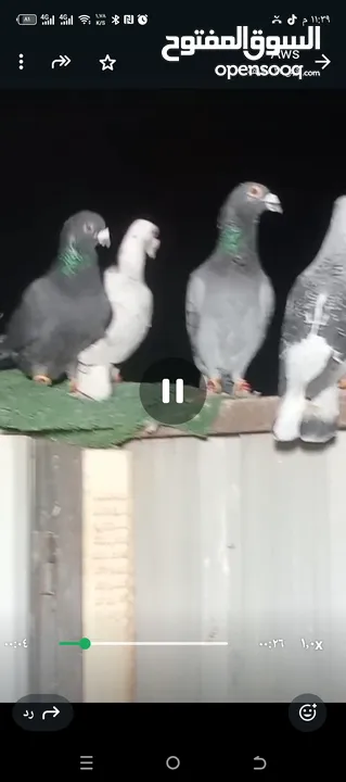 طيور حمام بسعر حرق