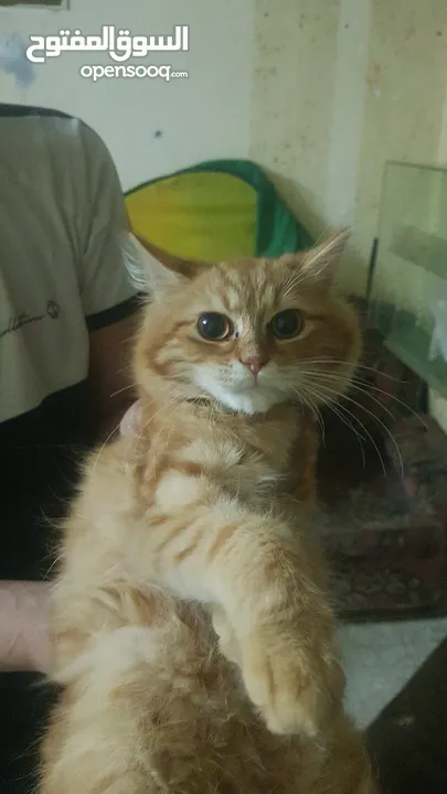 بيع قطط شيرازي
