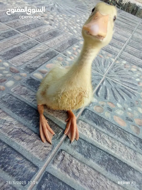 بطه فرخ عمرها شهر