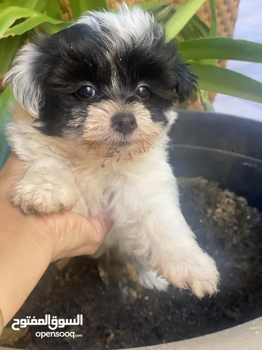 Puppies Maltese