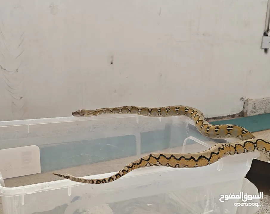 platinum reticulated python