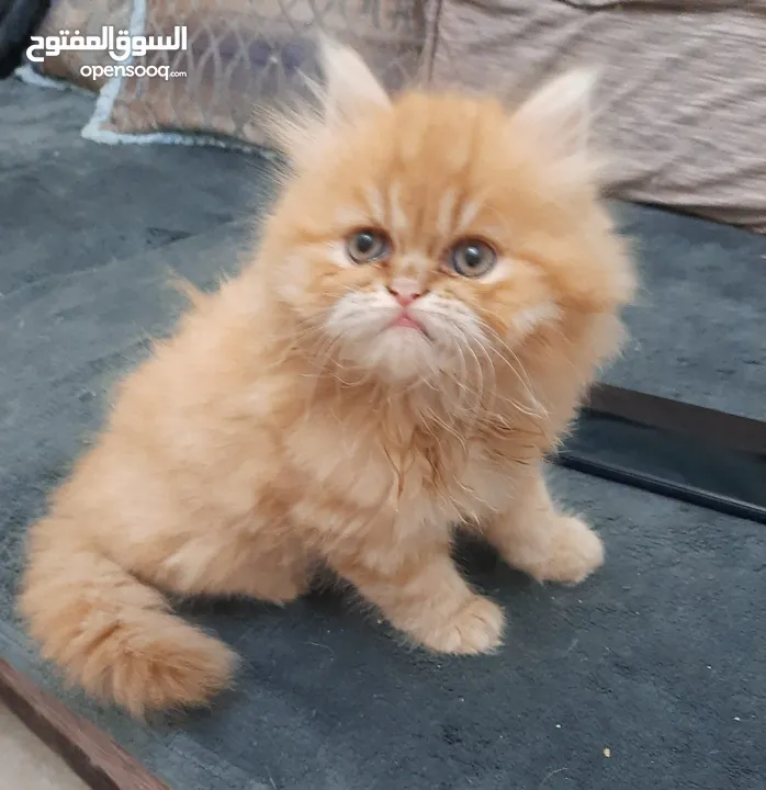 Mix himalayan with persian kittens