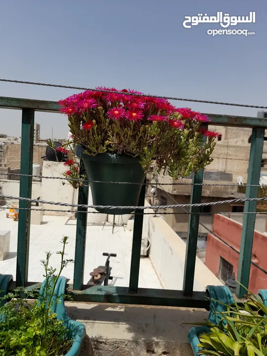شقة للبيع مخيم حطين