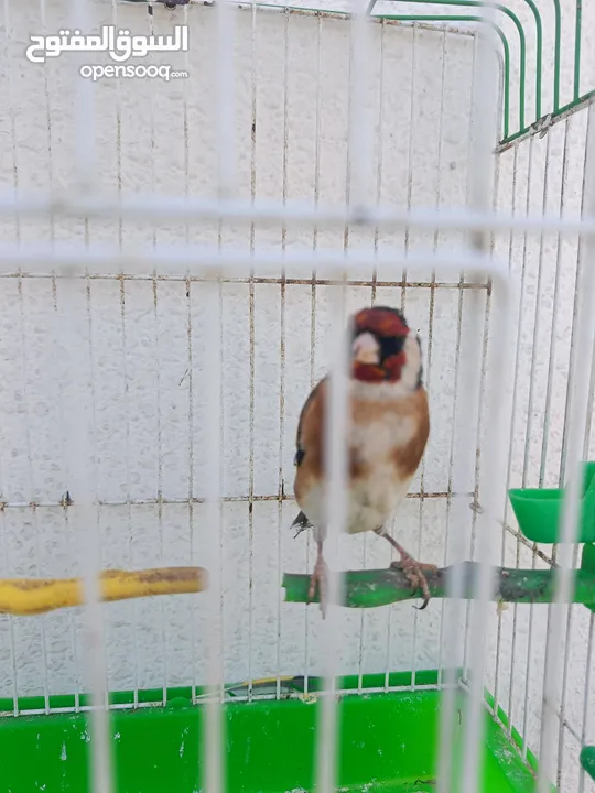 حسون ترابي و حسون هملايا
