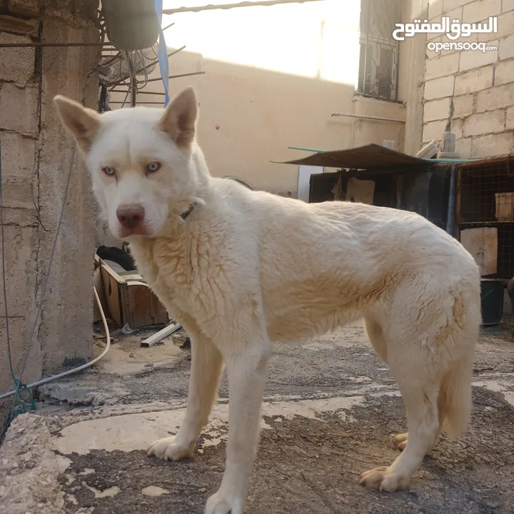 اناثي هاسكي في الزرقاء جنب مجمع الجديد جناعه