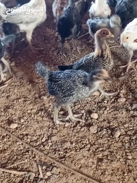 فراخ بلدي صحة ونظافة