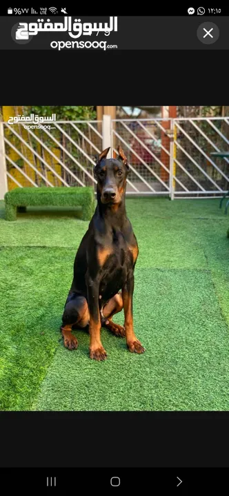 Dobermann male and female dogs