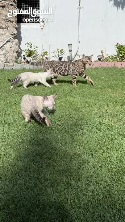 Purebred white and brown kittens  - 3 months old playfull and perfect for family’s