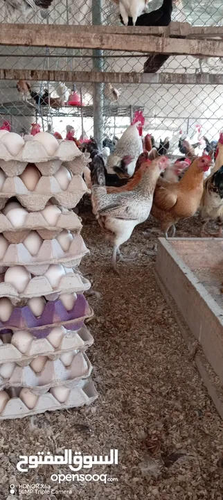 بيض عماني فرنسي مخصب
