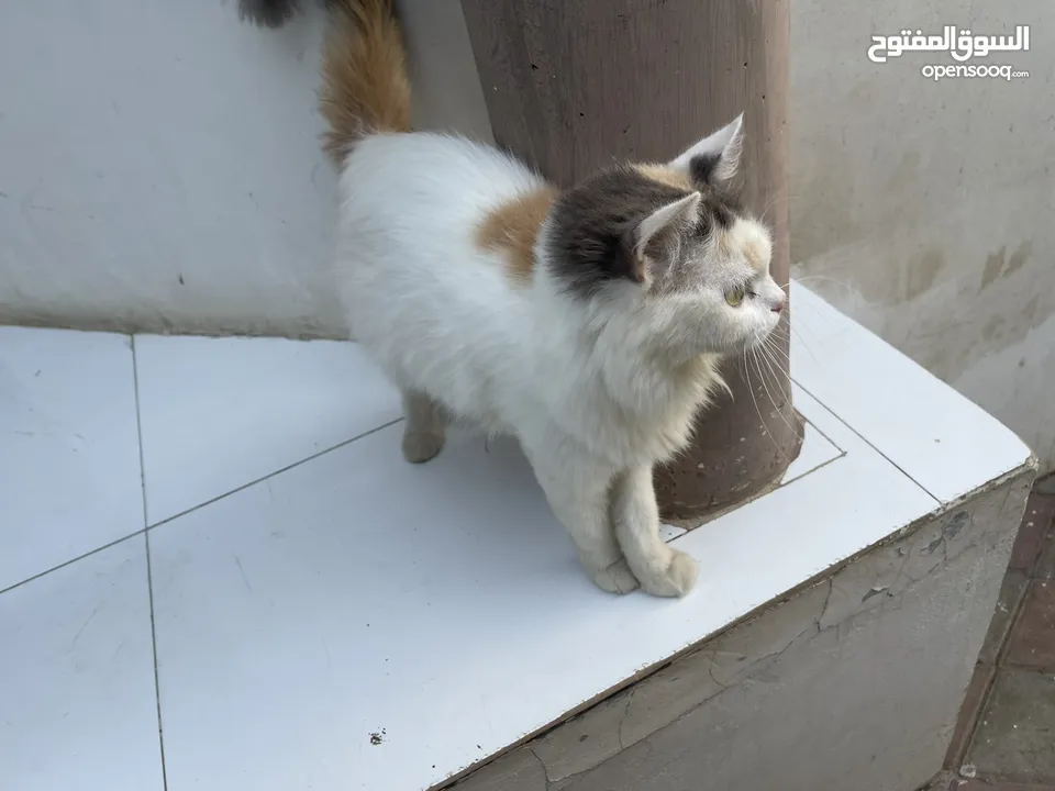 Persian female cat very playful cat